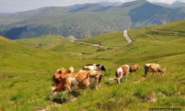 280 mijë krerë gjedhësh do të vaksinohen këtë vit