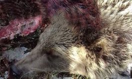 Vriten dy këlyshë të arushës në Bukosh të Suharekës