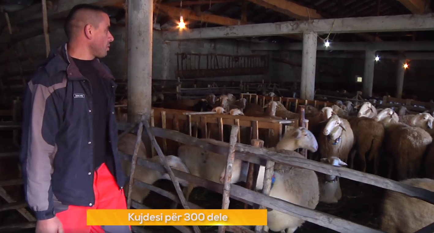 Blegtori nga Bresana që kujdeset për 300 dele (Video)