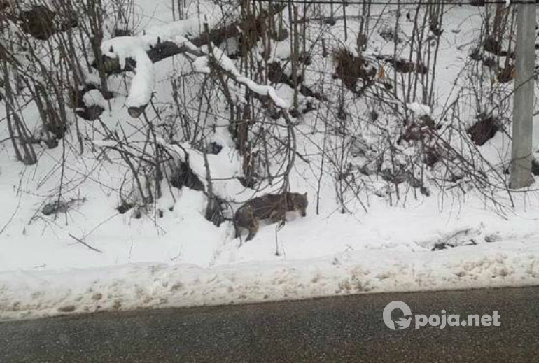 Ujku i tërbuar shfaqet në hyrje të Dragashit (Foto)
