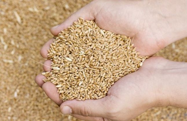 stavileci:-ka-import-te-vazhdueshem-te-grurit,-nuk-ka-nevoje-per-panik