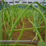 te-mbjellesh-perime-ne-katin-e-6-te-sikur-alush-seferi-(video)