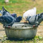 jini-falenderues-ne-gjera-te-thjeshta